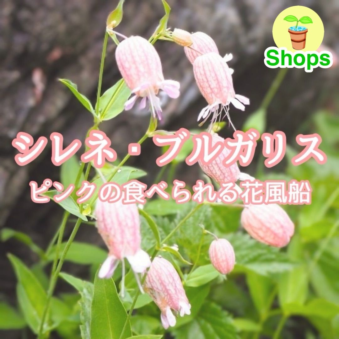 お花の種】シレネ・ブルガリス☆シラタマソウ ハーブの種子 約50粒