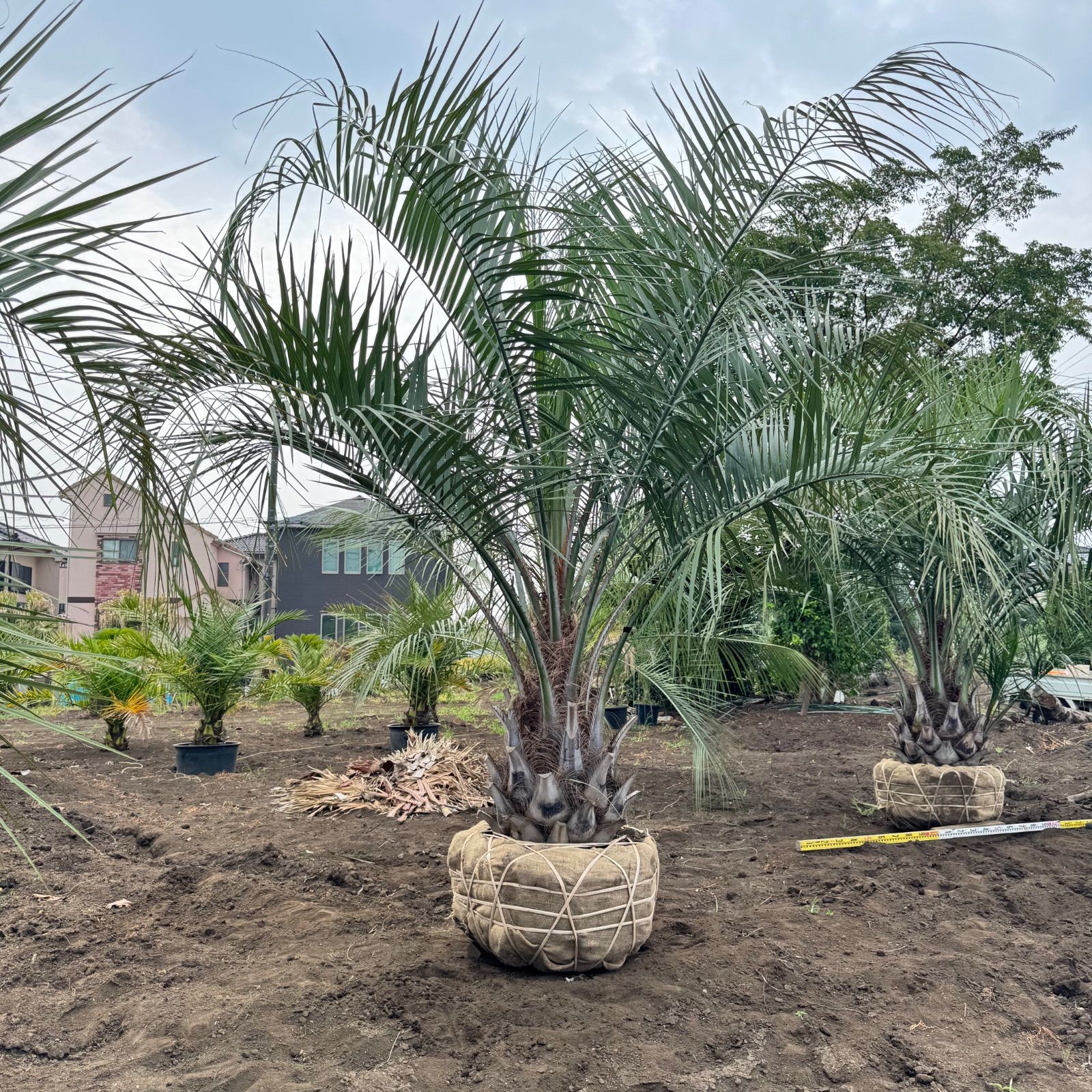 ココスヤシ（幹丈約1.3m）