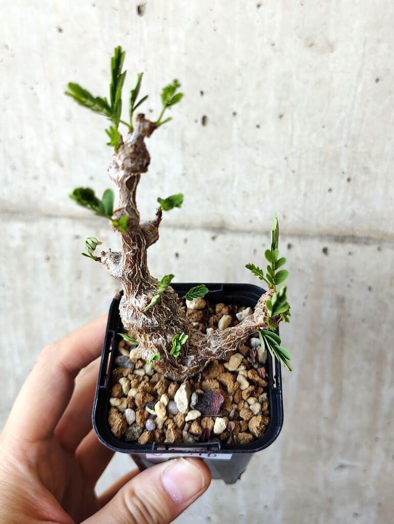 E173【自社養生株】パキポディウム グラキリス（MS）（現地球・発根