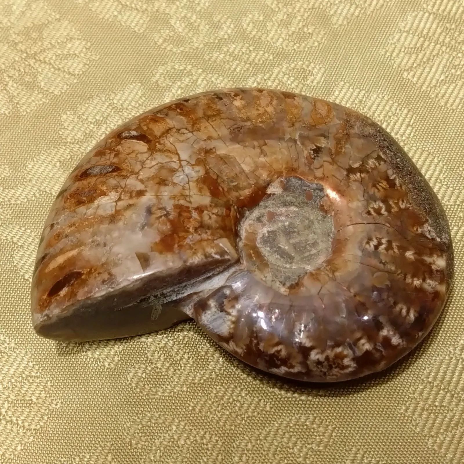 国産化石 アンモナイト ２５０９１９－１ 楽天市場】アンモナイト 化石 原石 方解石化【モロッコ産】【約