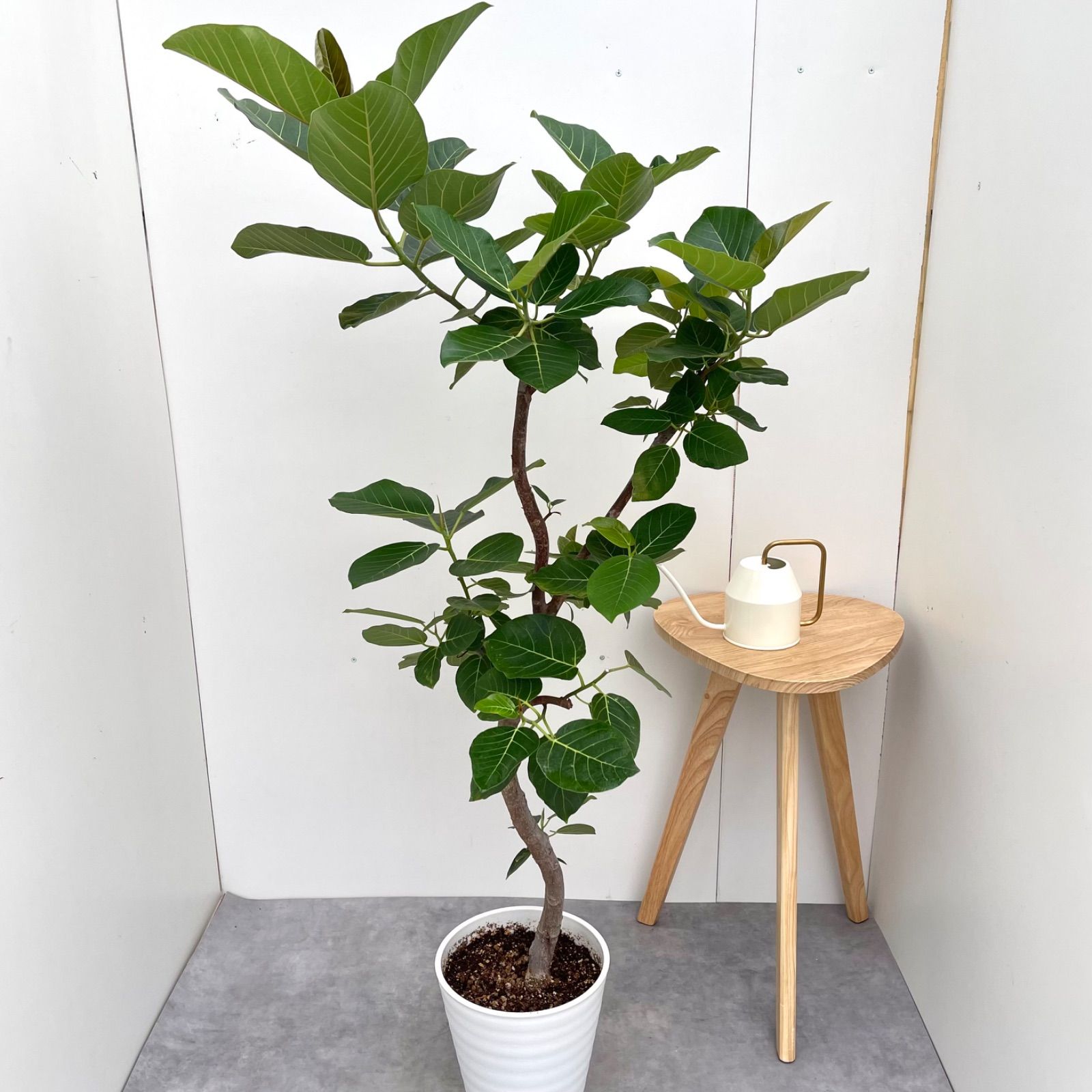 売約済※フィカス グランディス 割引 7【現品】観葉植物 室内 大型 売約