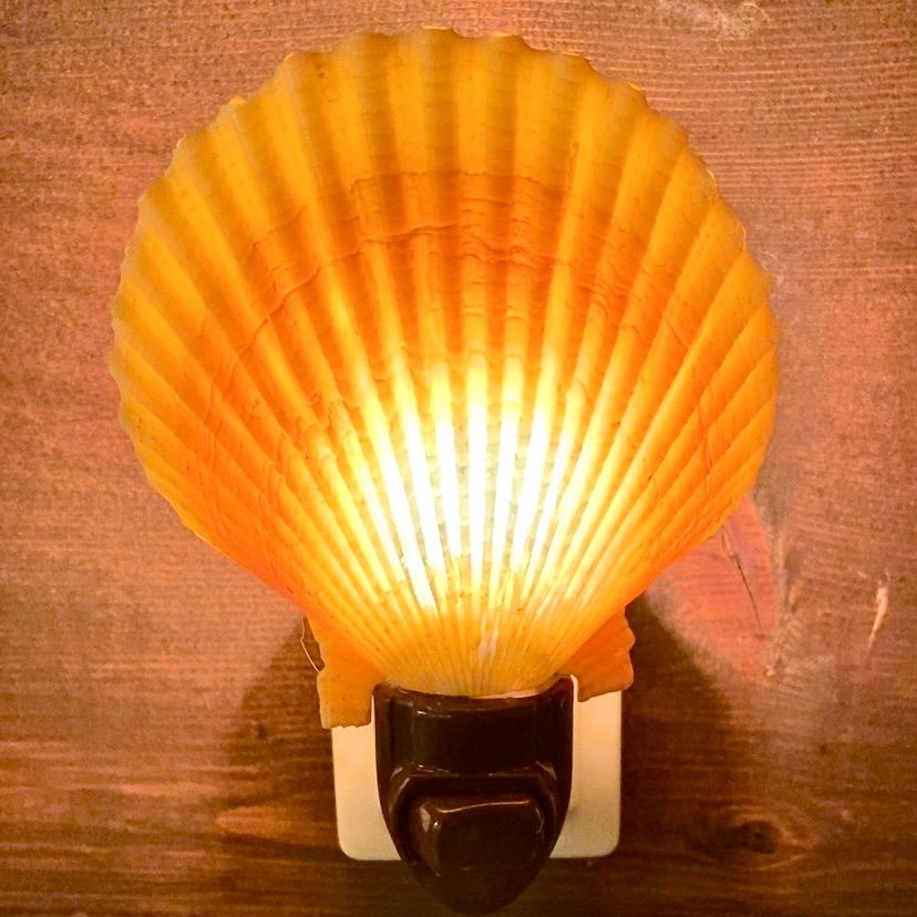 ヒオウギ貝のランプ - メルカリ
