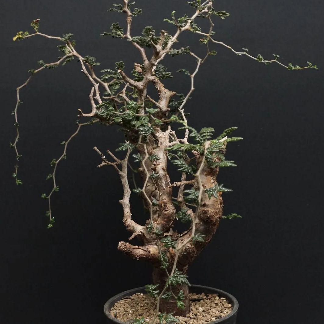 コミフォラ　モンストローサ　枝差し株 コミフォラ モンストローサ 枝差し株 コミフォラ・モンスト