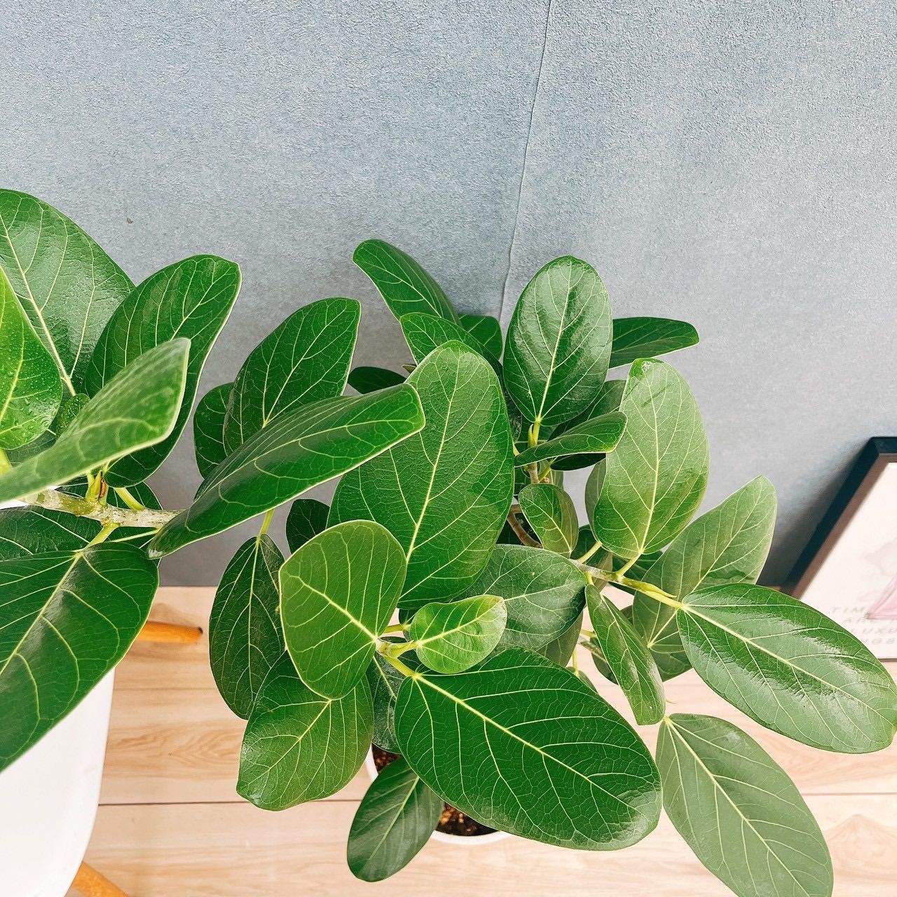 現品］27番 フィカス ベンガレンシス 曲がり 8号 観葉植物 室内 大型