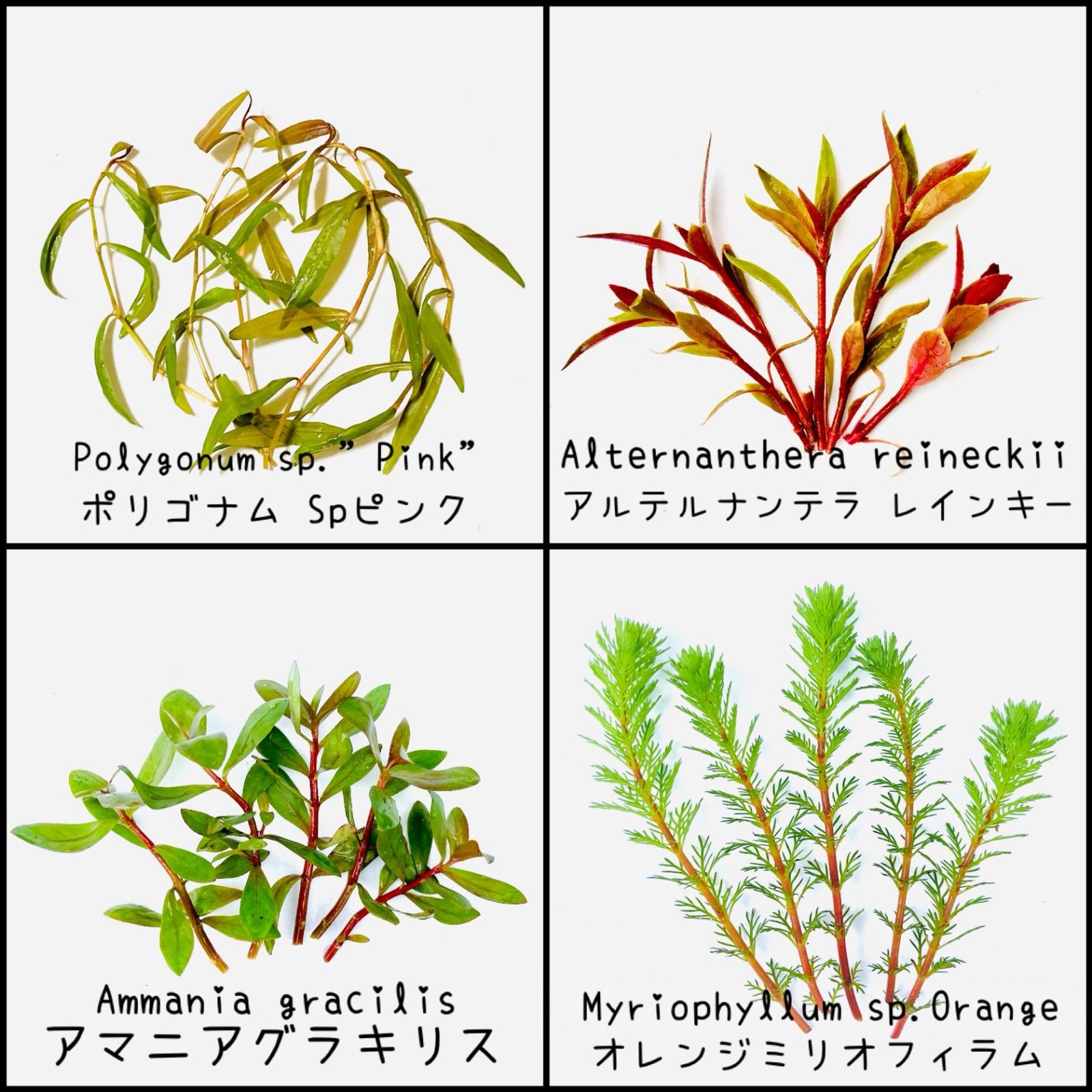 水草 セット （浮草無し） 品種おまかせ 水上葉 5品種セット