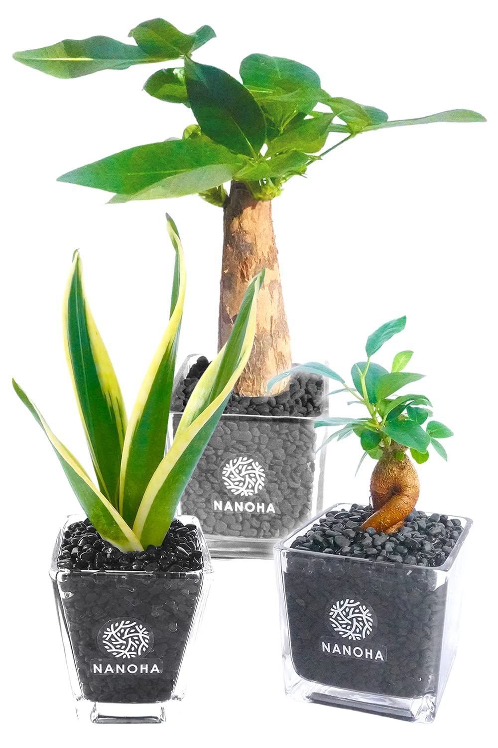 ガジュマル パキラ サンスベリア 3鉢セット 黒砂利グラス 土を使わず衛生的 観葉植物 本物 ミニ ハイドロカルチャー お洒落 清潔感