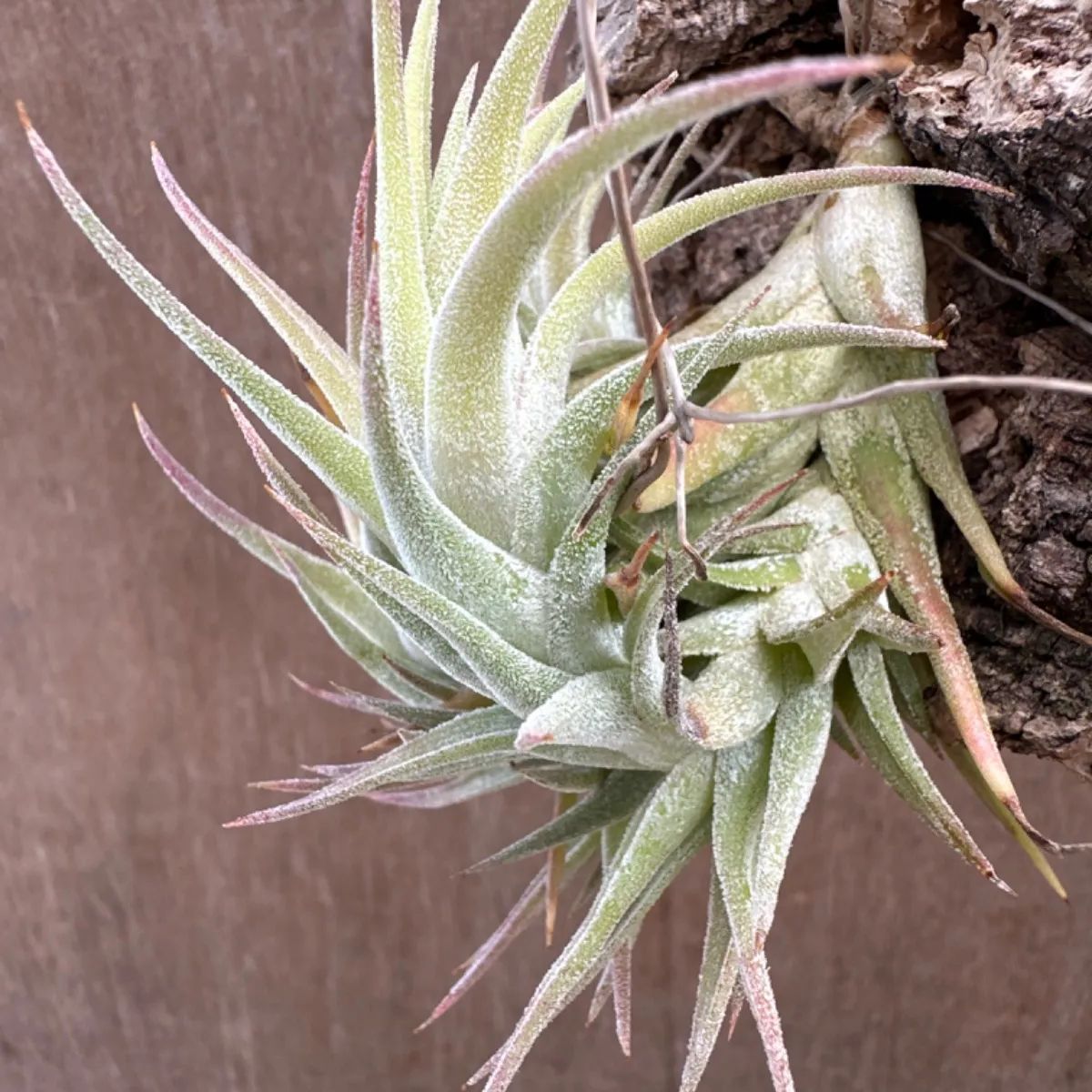 チランジア イオナンタ バンハイニンギー Tillandsia ionantha var.vanhyningii ティランジア エアプランツ  エアープランツ 現品 観葉植物 観葉 植物 珍奇植物 珍奇 珍しい レア 希少 ハンギング 吊るす 吊り下げ - メルカリ