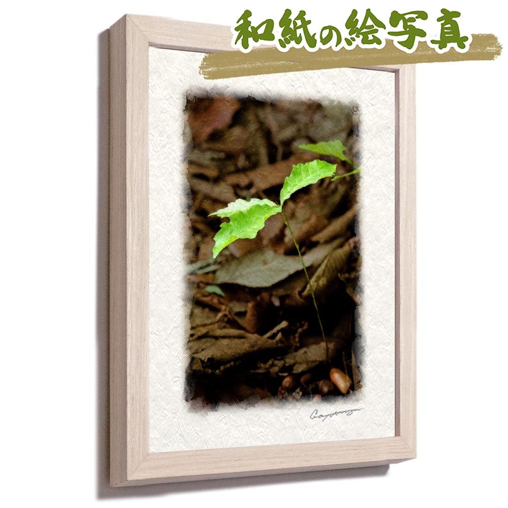 仏教 / / 【公式通販】