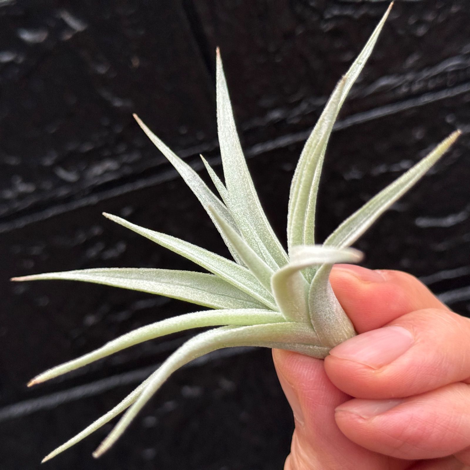チランジア ホワイトスター Tillandsia White Star ( Tillandsia