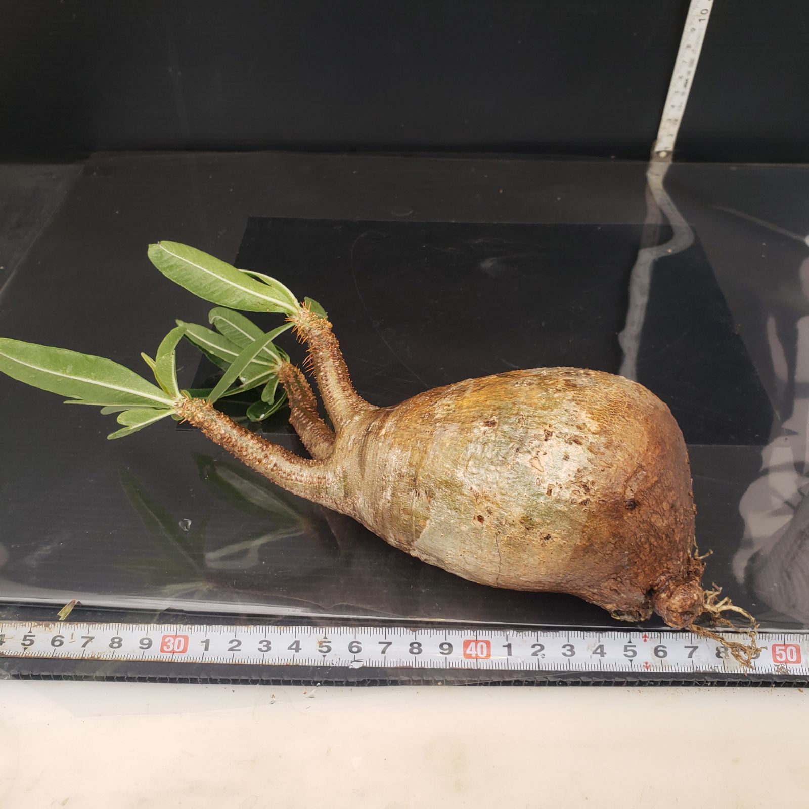 イ4119 「現地株」パキポディウム グラキリス S 抜き苗【最新