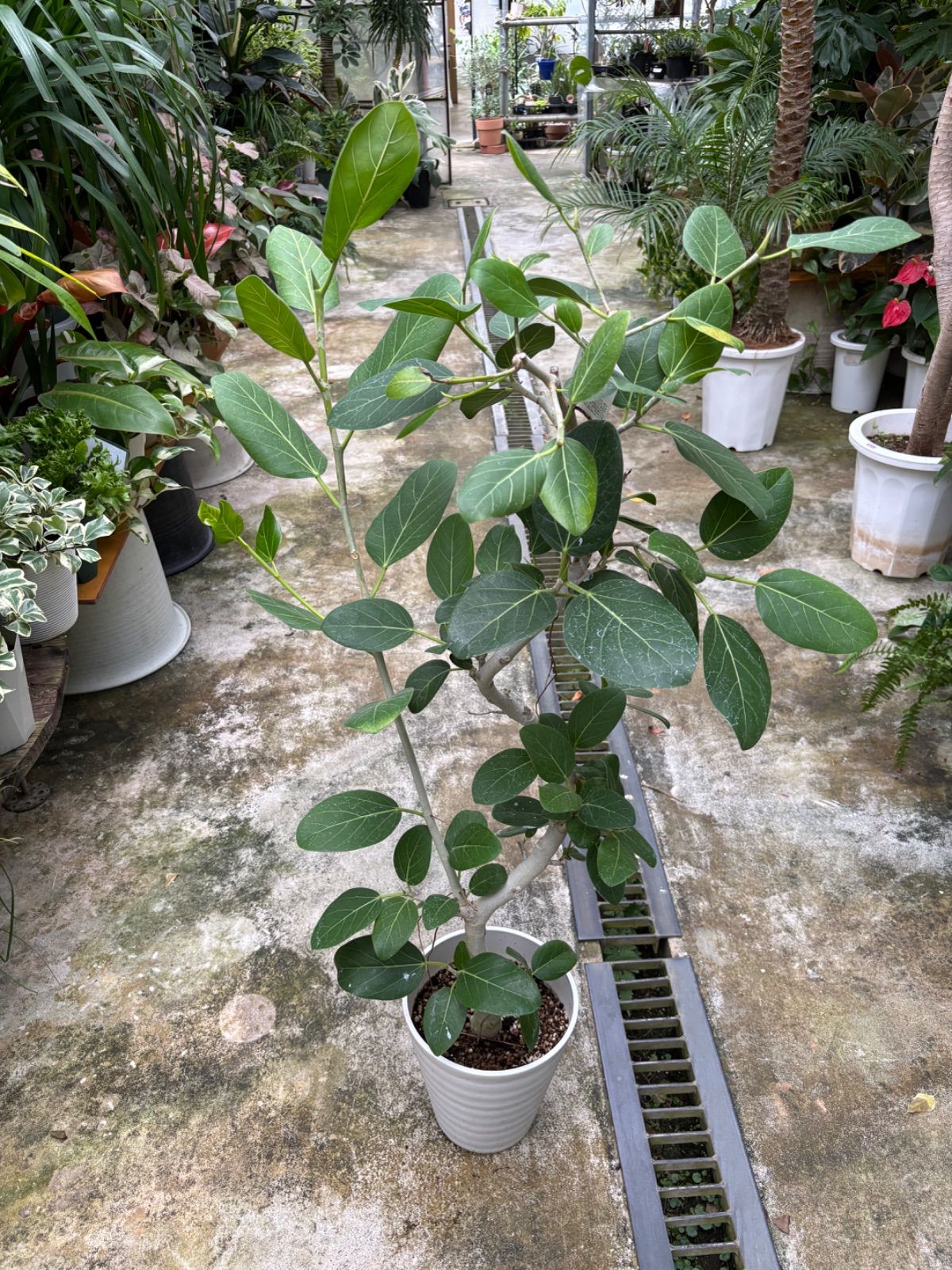 フィカス ベンガレンシス 7号 ベンガルゴム 観葉植物 インドア インテリア 屋内 グリーン ショップ リビング オフィス ゴムの木