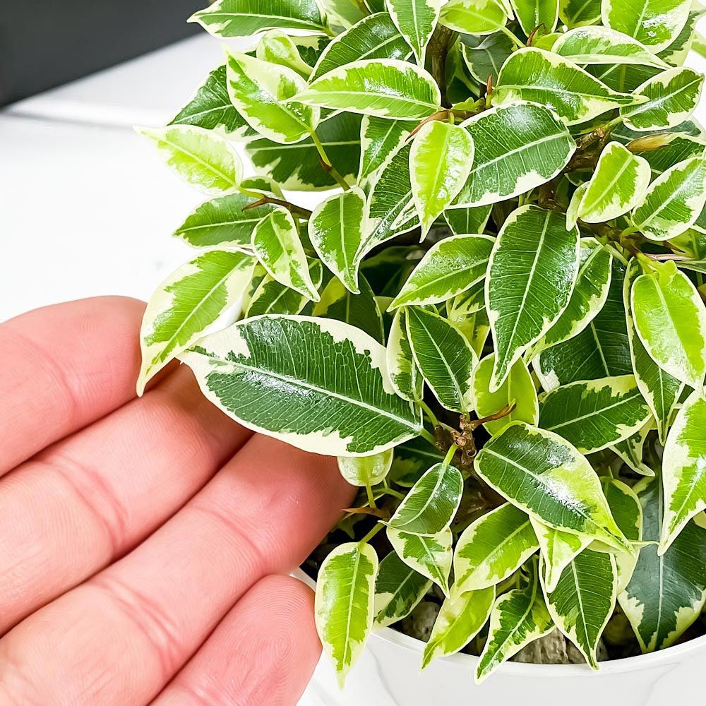 PLANCHU 観葉植物 フィカス ベンジャミン ラブリー 3.5号鉢 受け皿付き 育て方説明書付き Ficus benjamina ‘Lovely’ 幸運を呼ぶ木