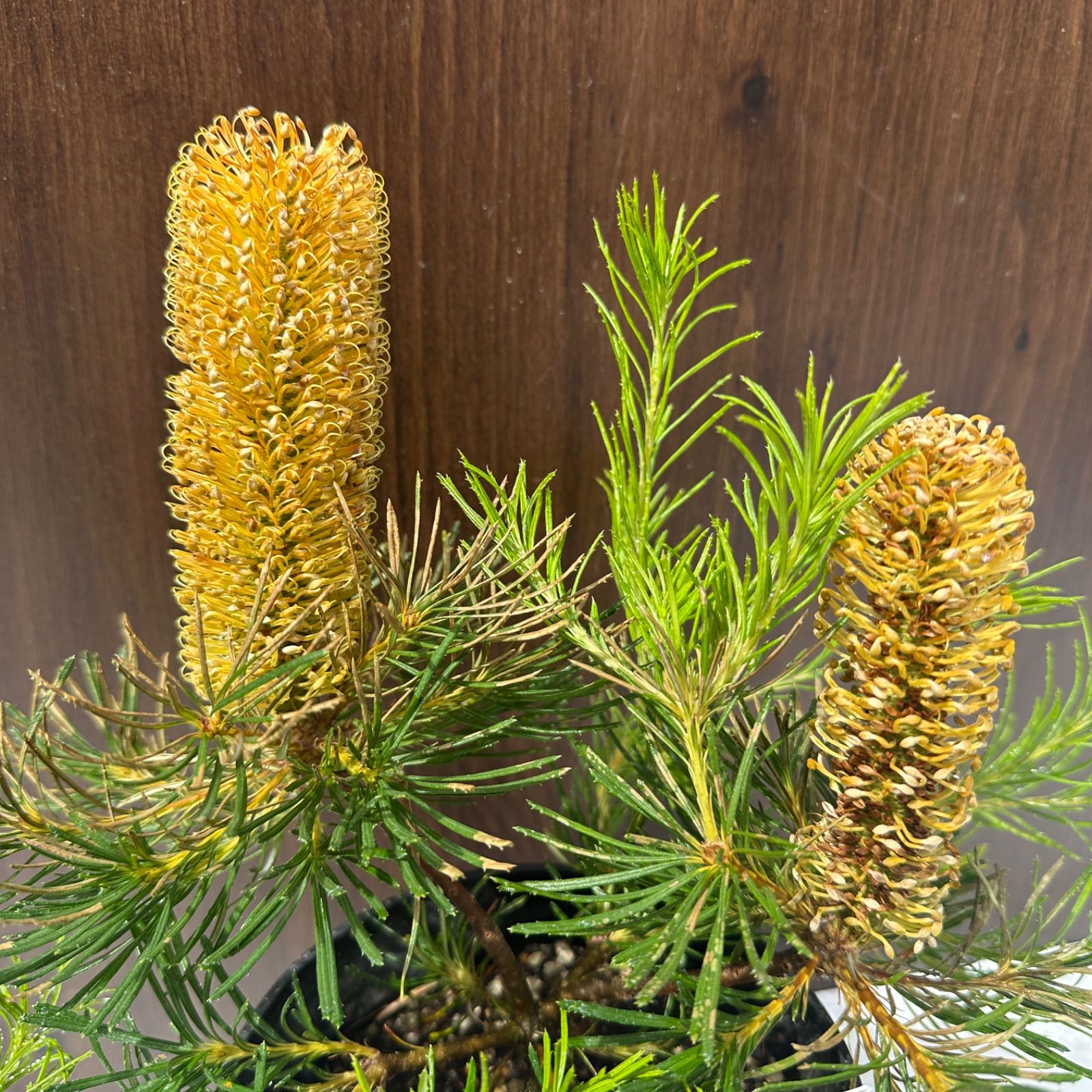 オージープランツ