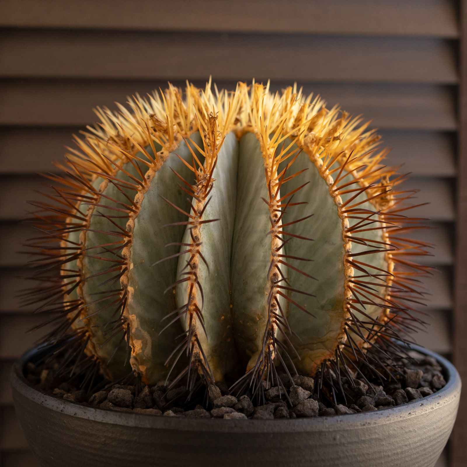 発根済】30cm 王冠竜 フェロカクタス ブルーバレルカクタス サボテン