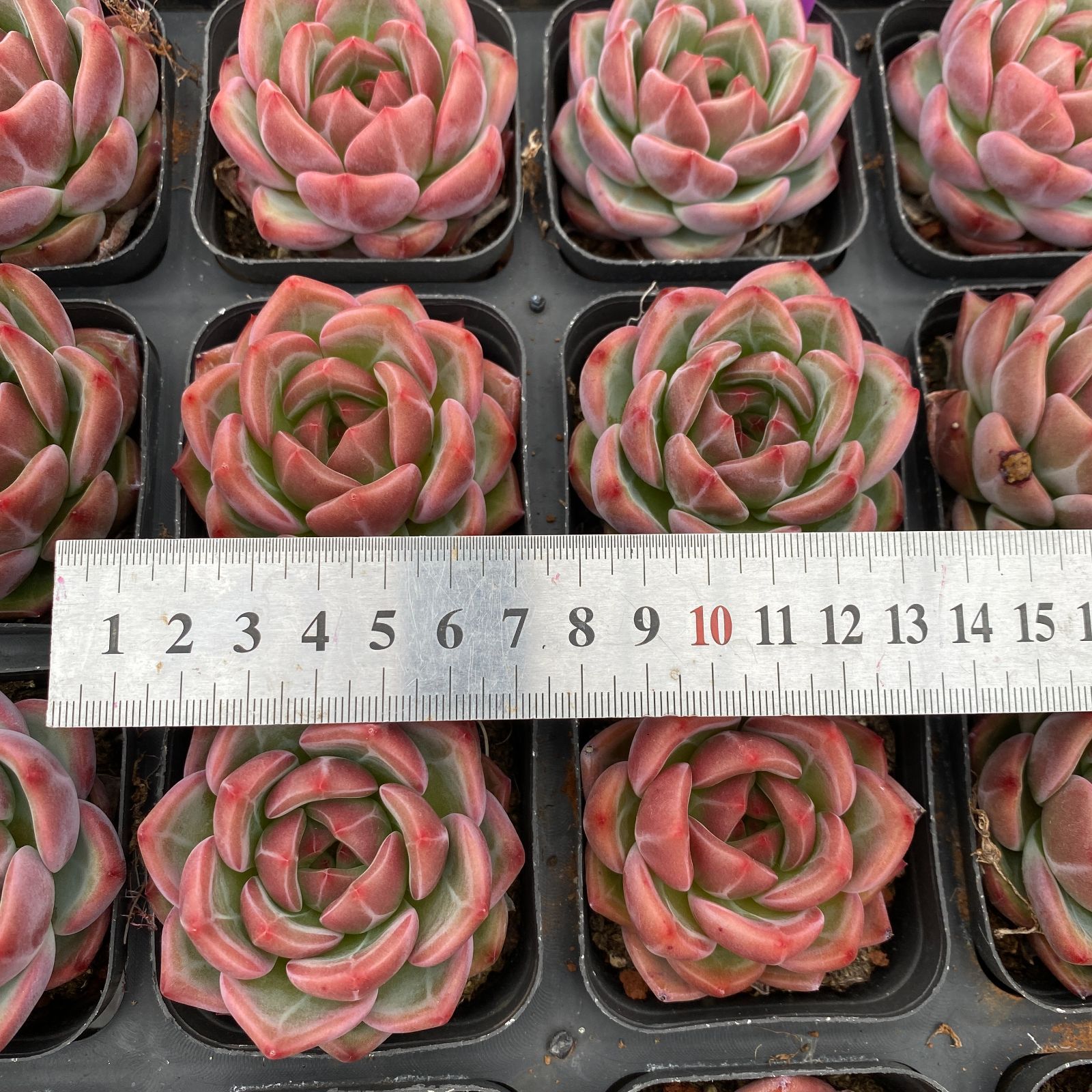 50株の抜き苗セット】レッドシャンペーン 多肉植物 佐川急便発送