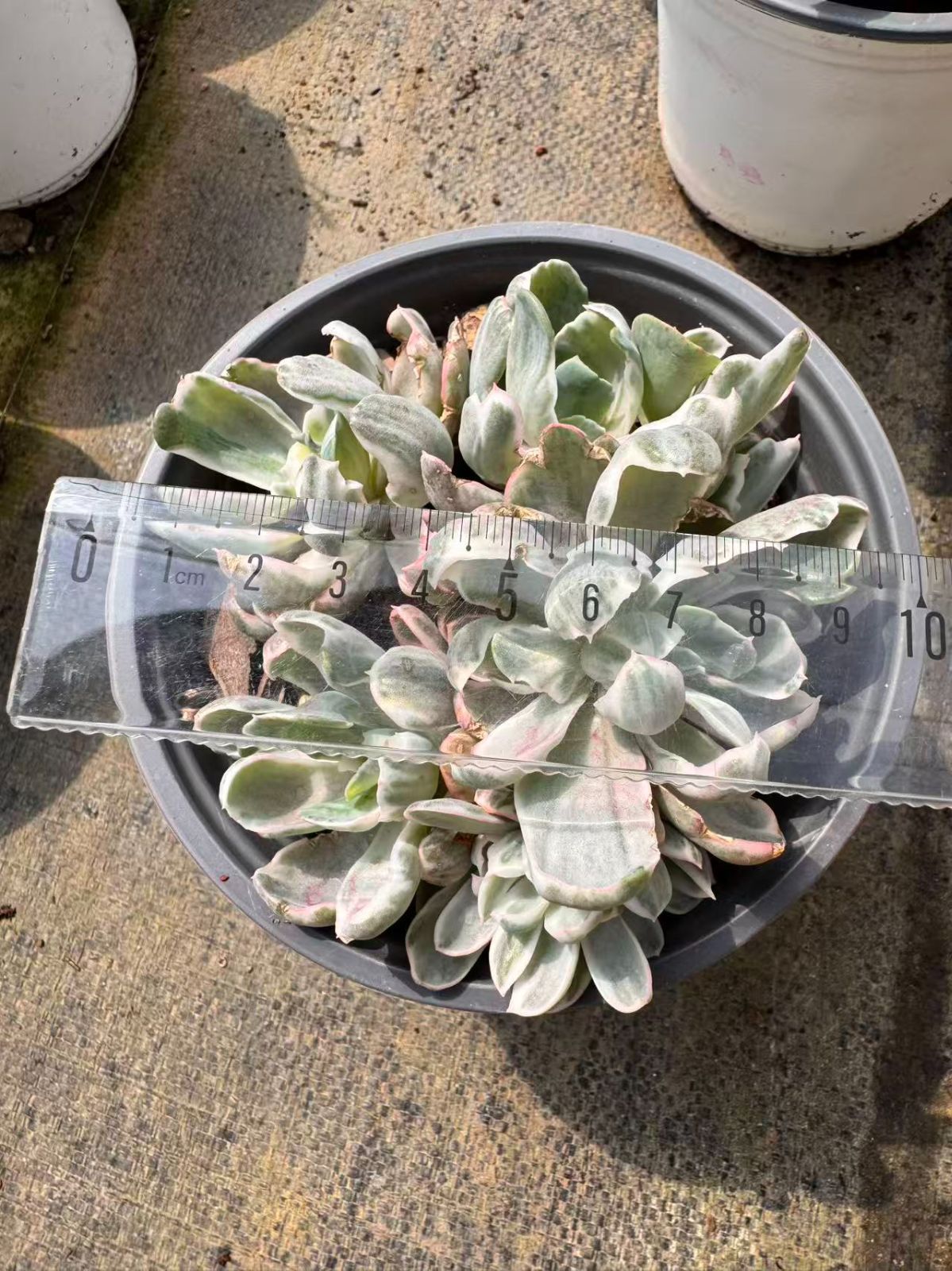 15株の抜き苗セット】バークレー錦（群生） 多肉植物 佐川急便発送