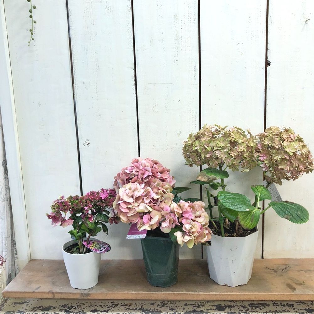 来季用あじさい　品種不明４鉢セット　送料込み あじさいの鉢植え おまかせ 5号鉢 母の日に贈る花 アジサイ(紫陽花)の