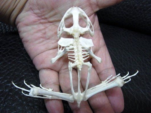 ヌマガエル（Cricket Frog）の骨格標本 ☆即納☆ B級品 ヌマガエル（Cricket Frog）の骨格標本 - 頭骨