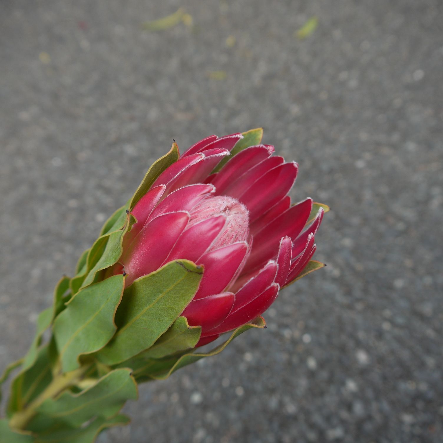 宅急便 プロテアスワッグ #21 フラワー・リース 