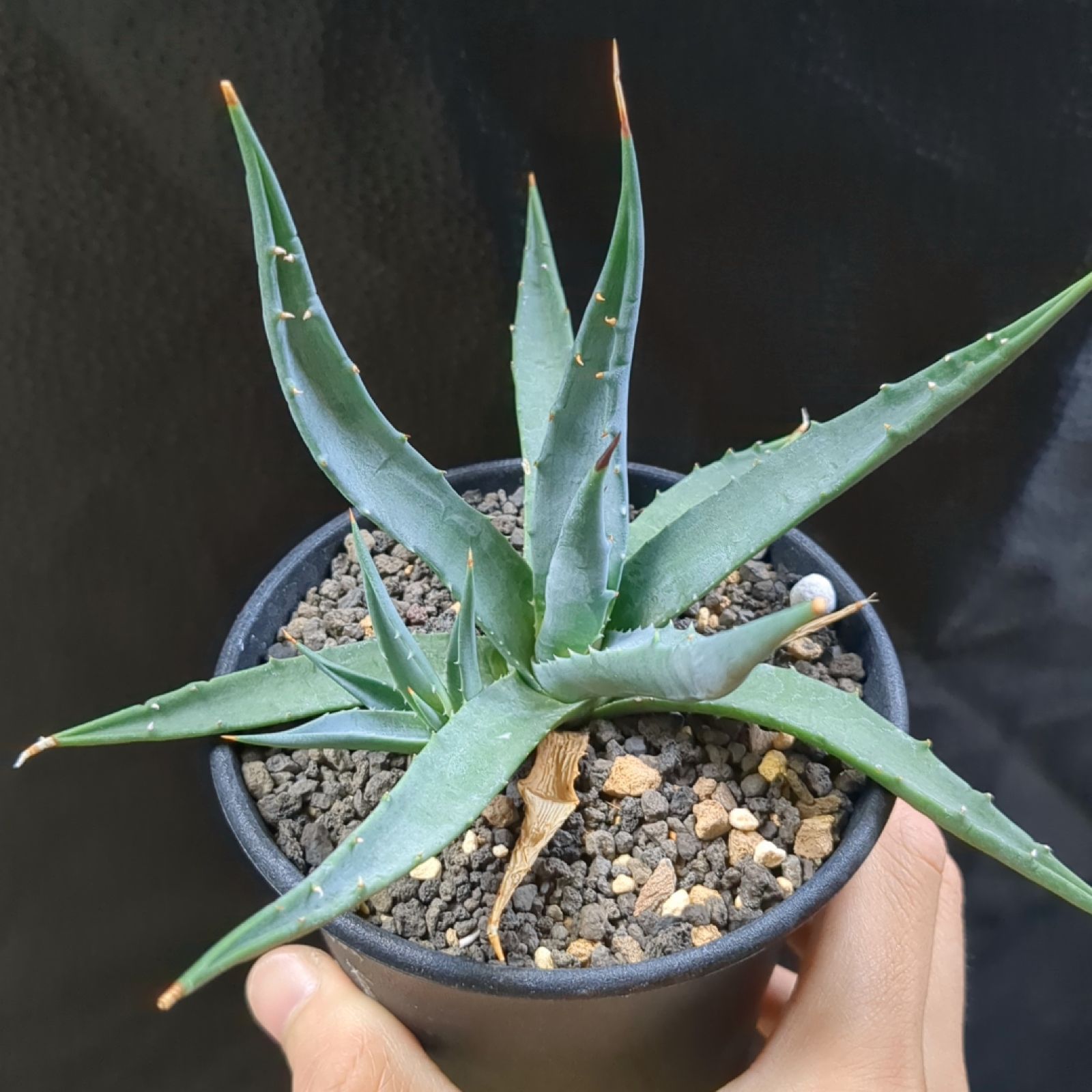 【発根済み】アガベ・ユタエンシス・ネバデンシス 特注カラー伝市鉢付き アガベ ユタエンシス ネバデンシス 実生ホワイトブルー選抜 022