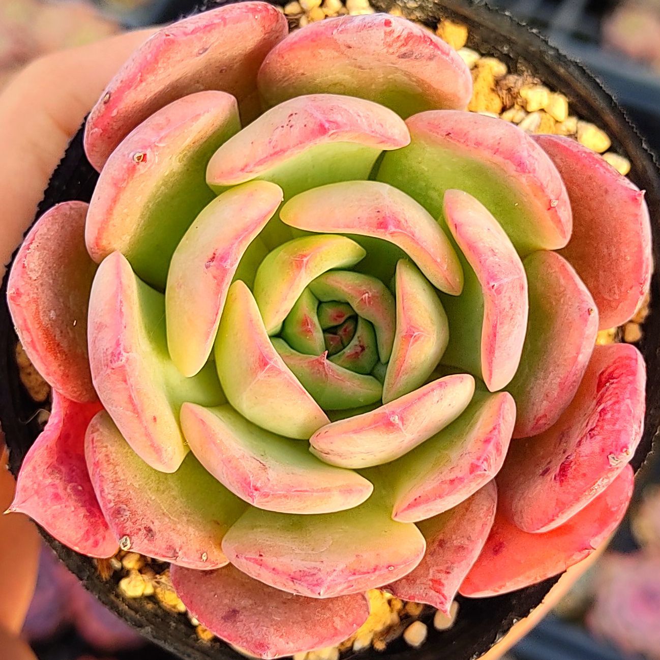 多肉植物 エケベリア センセーション 抜き苗 - メルカリ