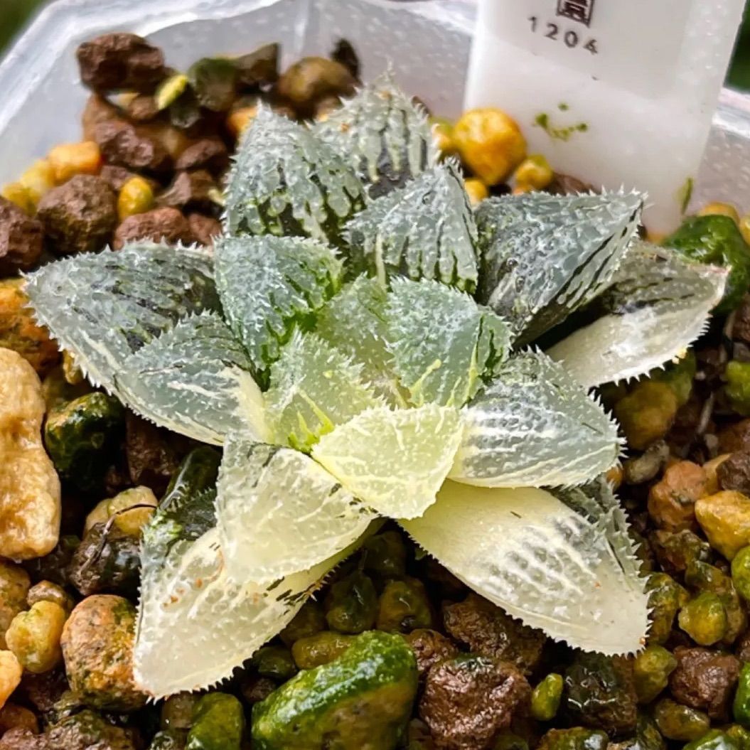 多肉植物 魔剣錦 ハオルチア ハオルシア 超美株1204 - メルカリ