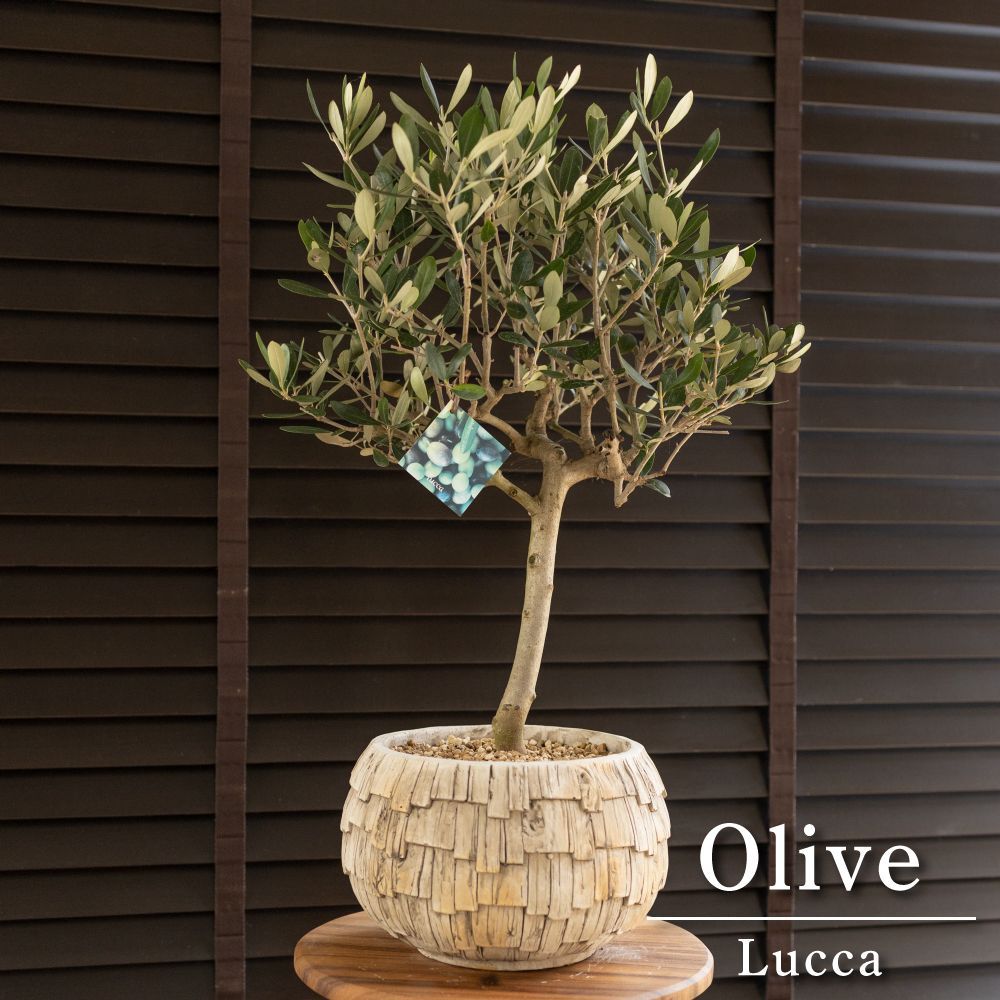 創樹 Olive オリーブの木 SOUJU Lucca ルッカ オリーブ 8号 セメント