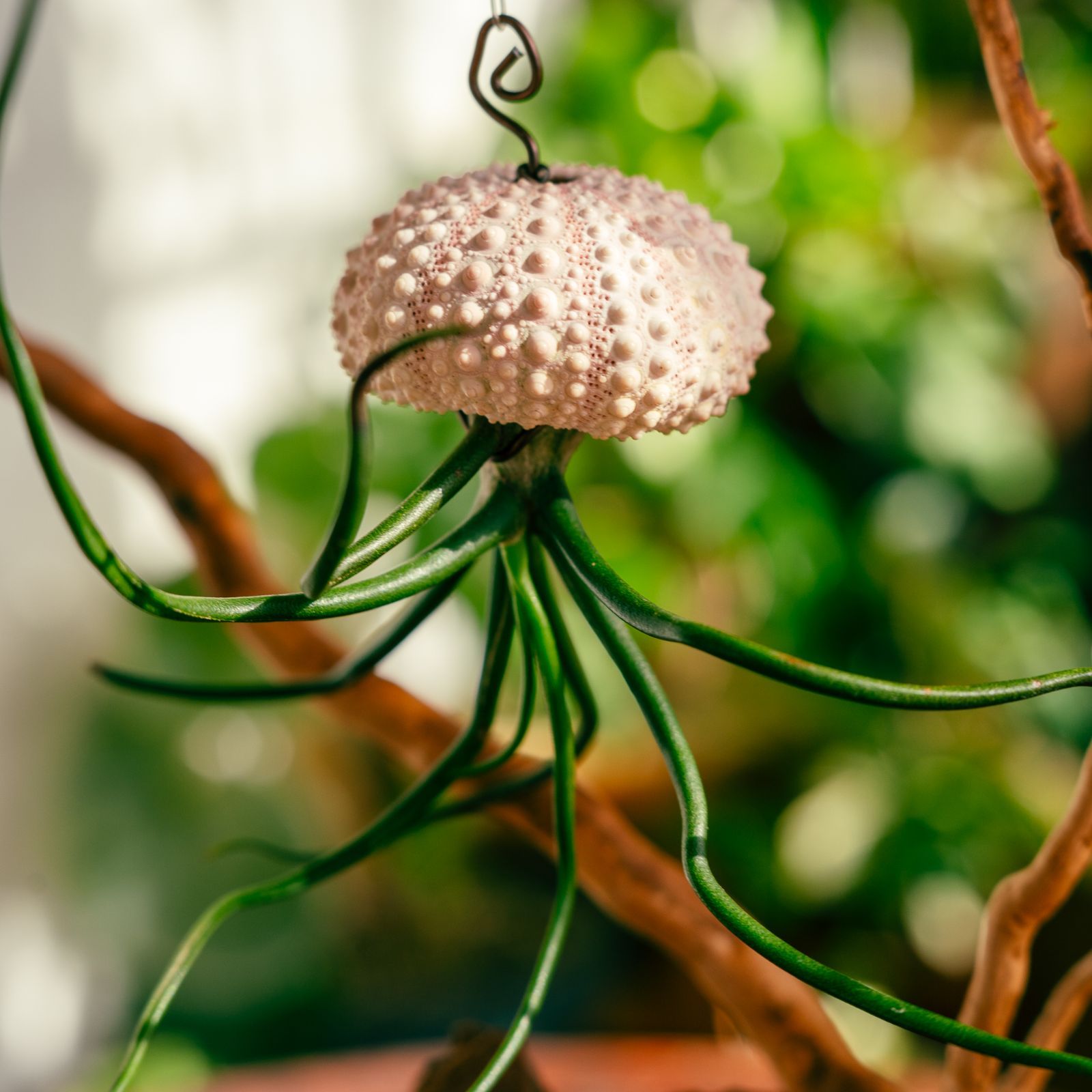 これはクラゲか、エイリアンか。】𖣔 チランジア・ブルボーサ