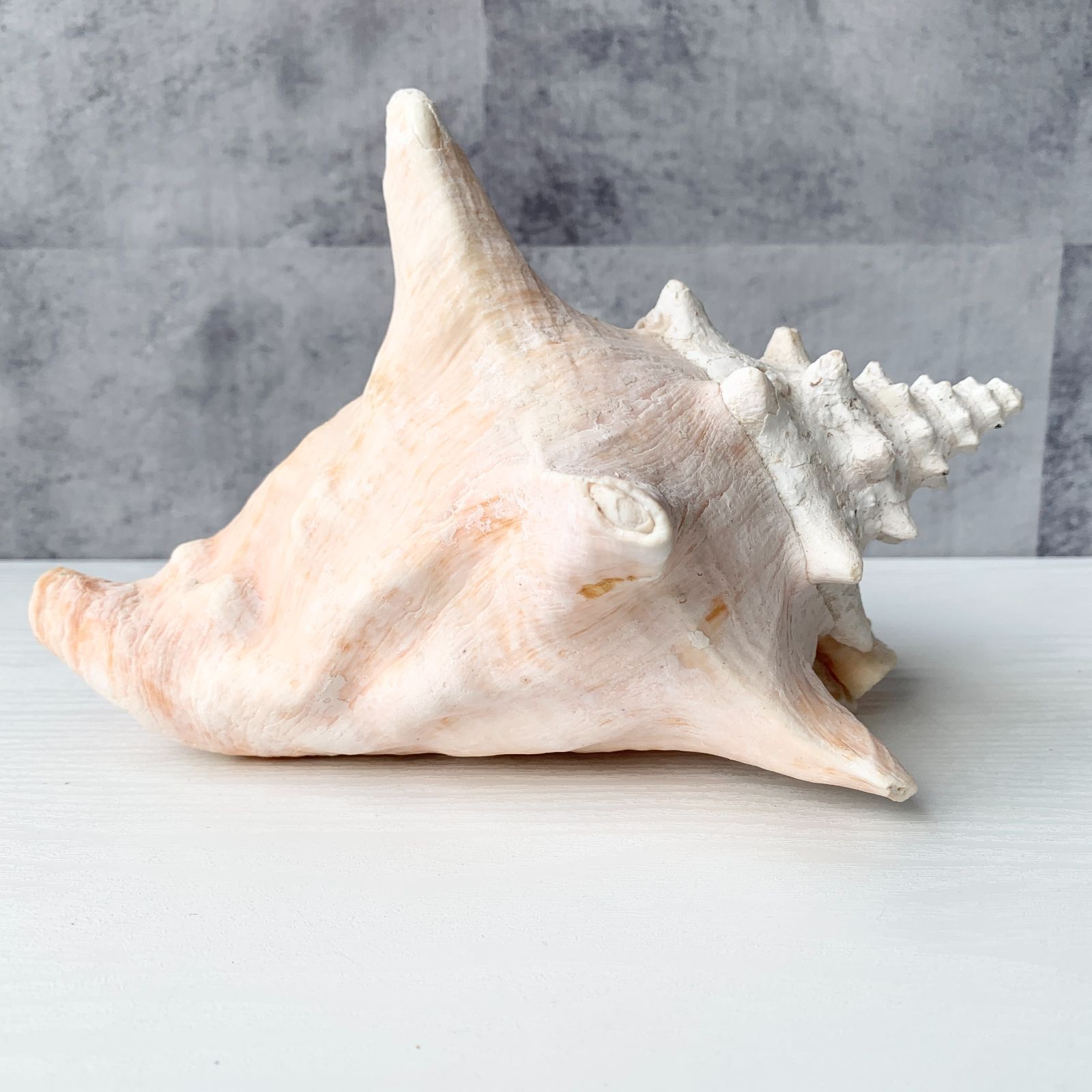 法螺貝　ほら貝　貝殻　インテリア　置物 GOLD STONE 貝殻 ほら貝 1個 LLサイズ 19-23cm前後 オブジェ