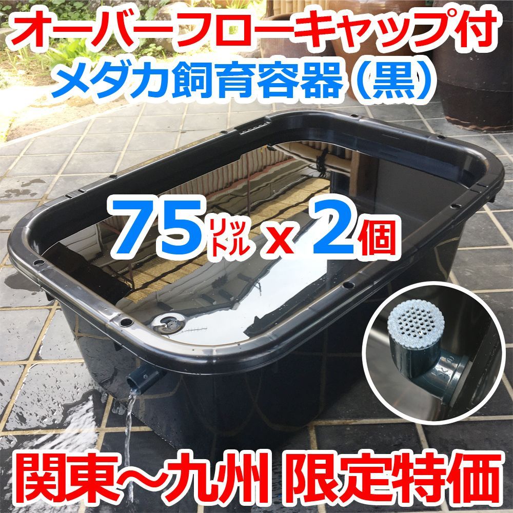 メダカ飼育ケース 75㍑黒x2個 オーバーフローキャップ付（関東～九州へ 