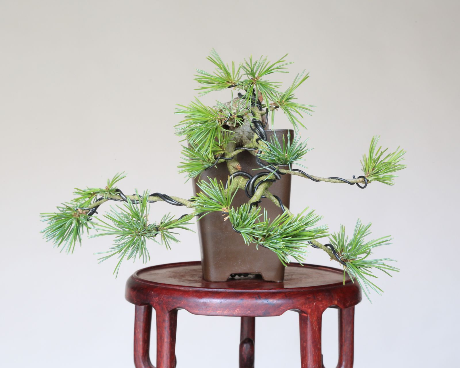 泰寿園 Online
