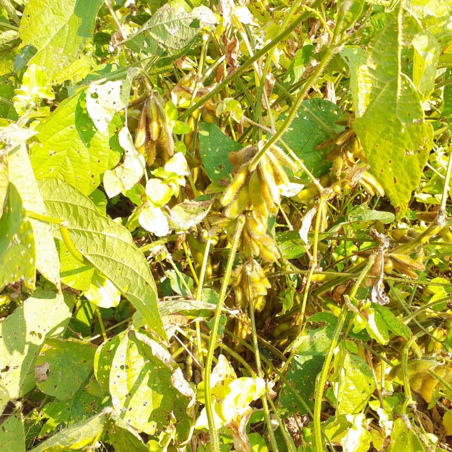 自然栽培 幻の大豆『八天狗』8kg 熊本県産 節約