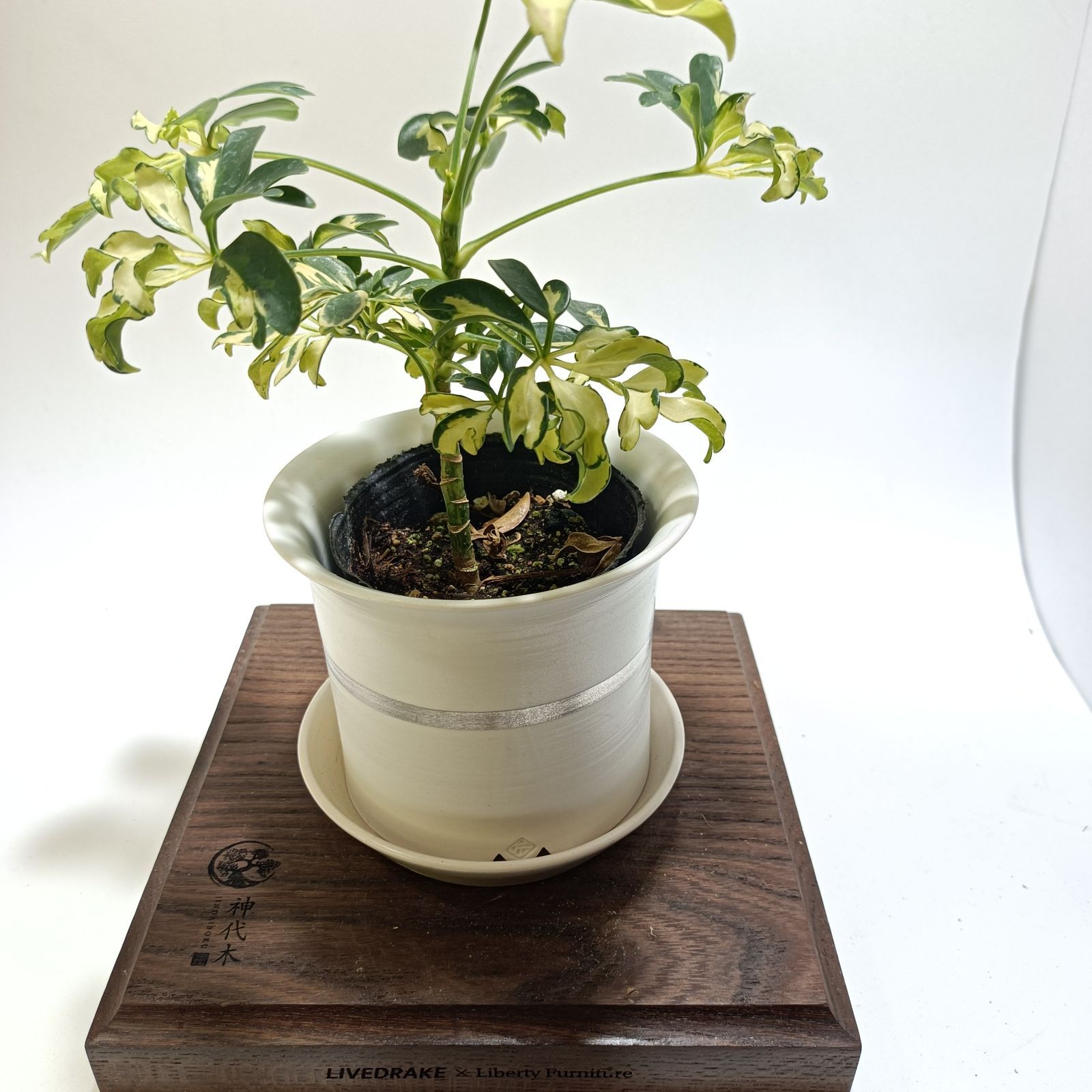 シェフレラ ジェニーネ 3号ポット scf-rnt-f_24-12-00000 - メルカリ