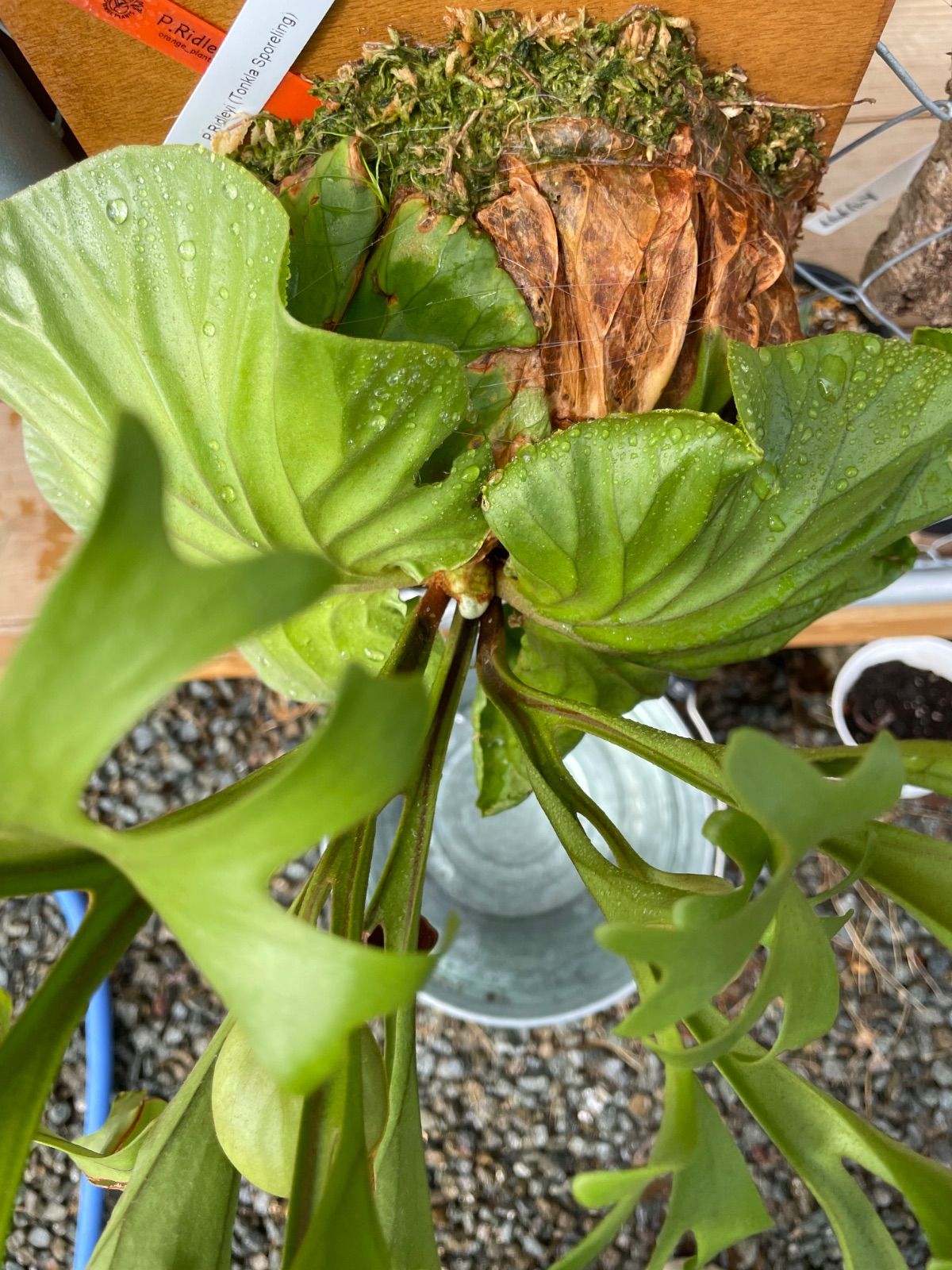 リドレイ P.Ridleyi