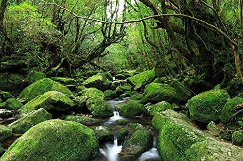 デザイン1 ND タペストリー 屋久島 世界遺産 自然 木漏れ日 屋久杉 滝 インテリア 壁面 おしゃれ だまし絵 風景 景色 絶景 大判 大きい 癒し 部屋 飾り付け 季節 プレゼント 背景布 壁 インスタ