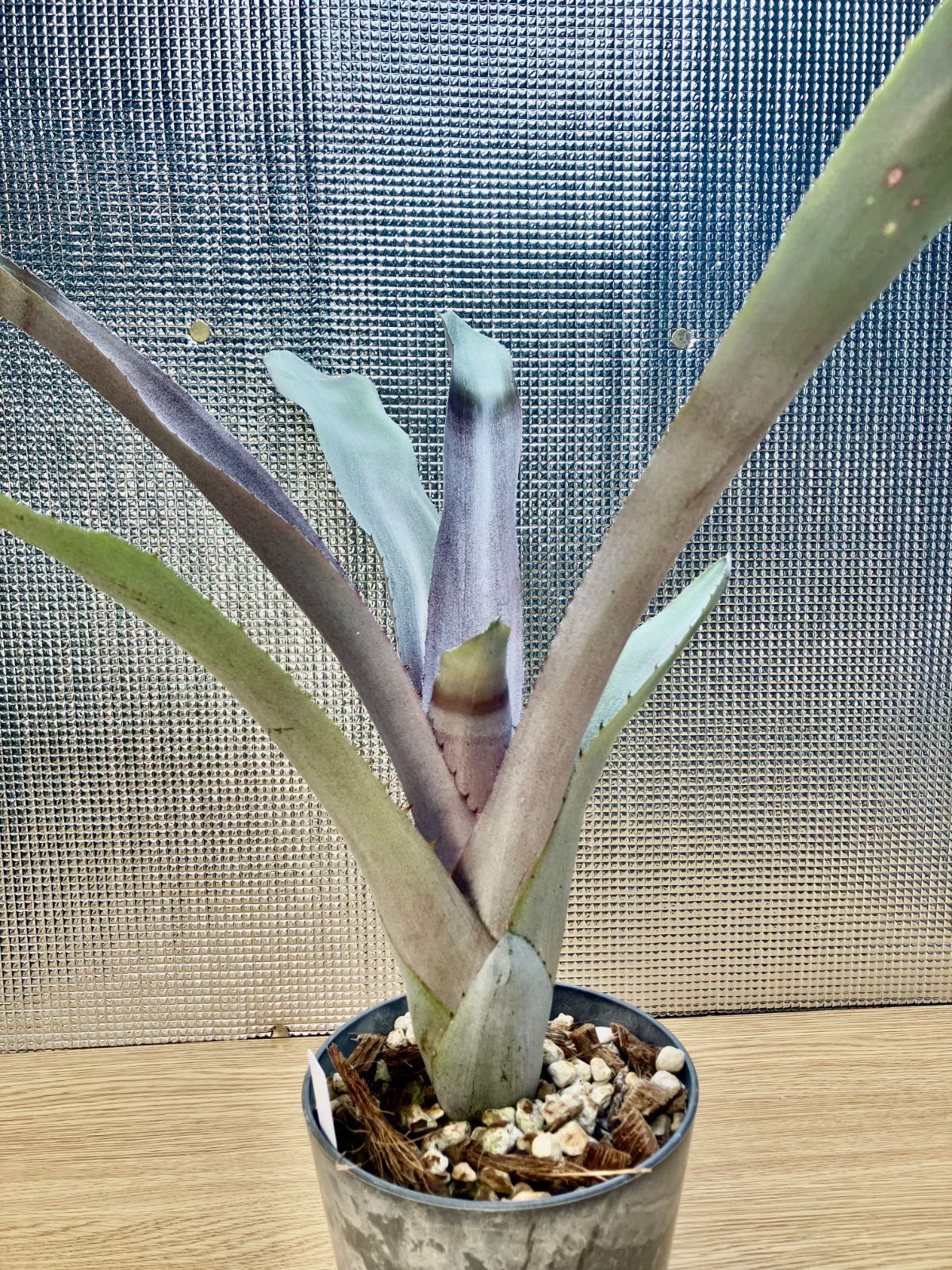 4種速達】エクメア ムルフォーディ マルバ Aechmea mulfordii