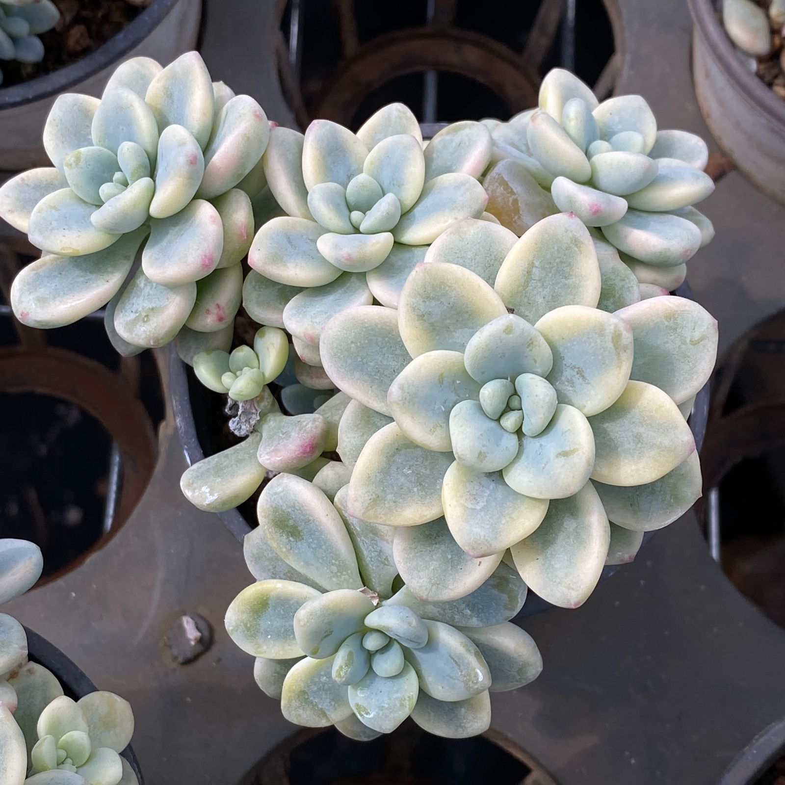 ラウル錦 カット苗 多肉植物 多肉植物 ラウル錦 2~3頭 群生 るる農園 : るる農園 - 通販