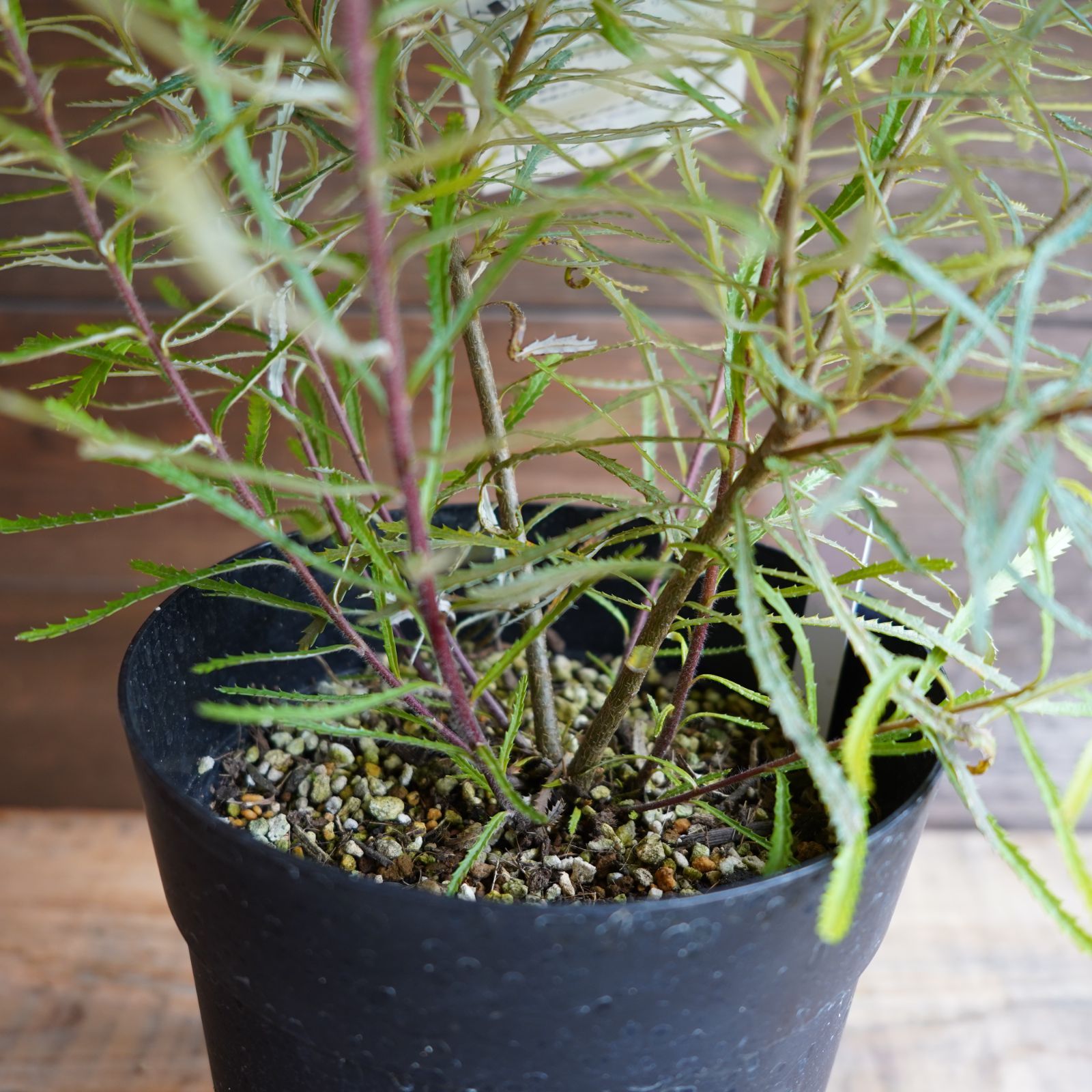 現物】バンクシア ”スピヌローサ” 6号B オージプランツ 現品・現物