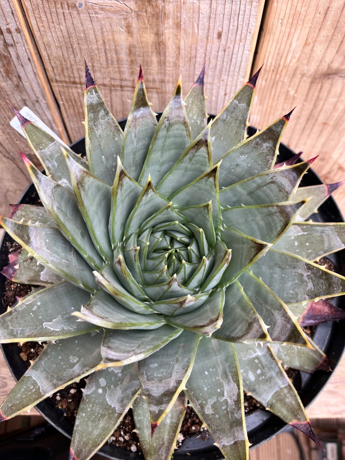 アロエ・ポリフィラ 9号鉢 アロエ・ポリフィラ 9号鉢 アロエ