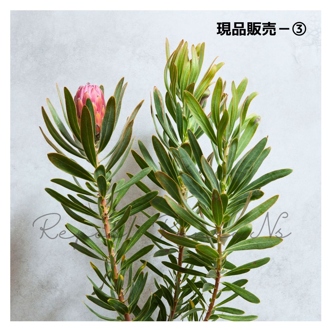 プロテア スペシャルピンクアイス 現品 6号 プロテア苗 ネイティブプランツ STEELWINDOWSANDDOORS_COM