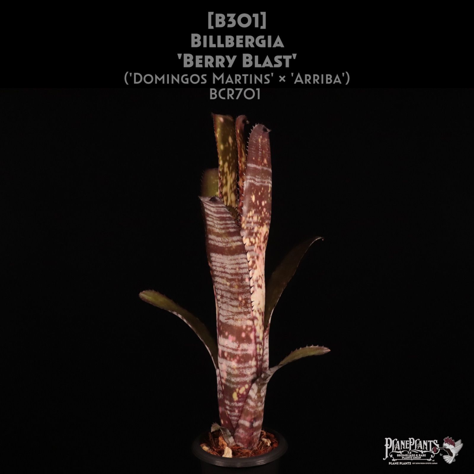 Billbergia 'Berry Blast'〔ビルベルギア〕現品発送B301 送料無料】Billbergia 'Berry Blast'〔ビルベルギア〕現品発送B301