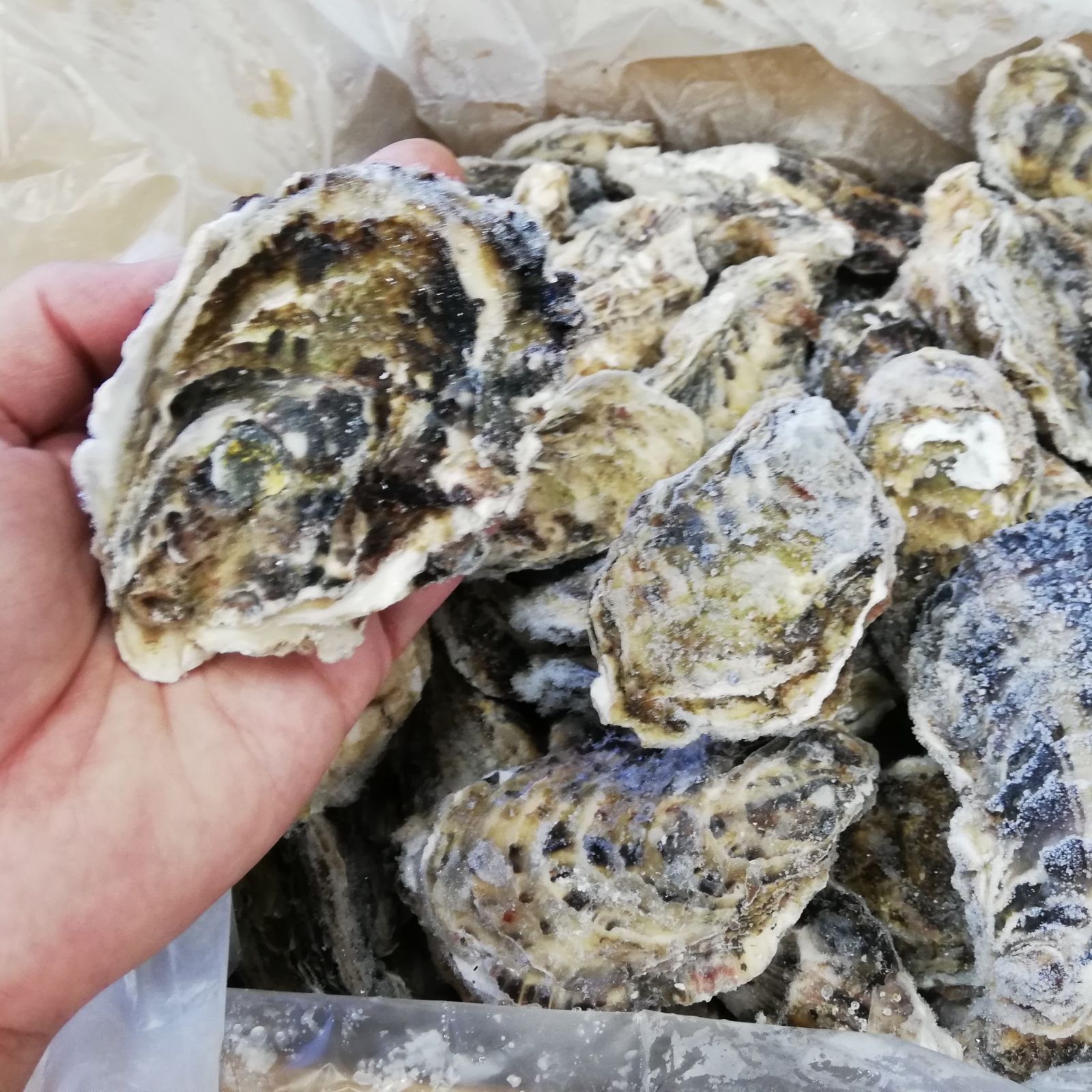 牡蠣 みちのく三陸産 殻付き牡蠣 7kg 産地直送 日持ち抜群 加熱用  亜鉛 ミネラル豊富 バーベキュー 鍋 カキフライ 焼く 揚げる 蒸す等 様々な調理に