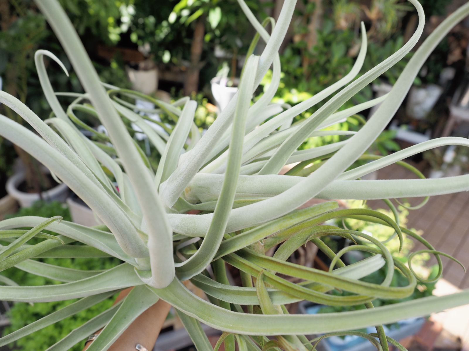 超超特大サイズの チランジア デュラティ Tillandsia エアプランツ - メルカリ