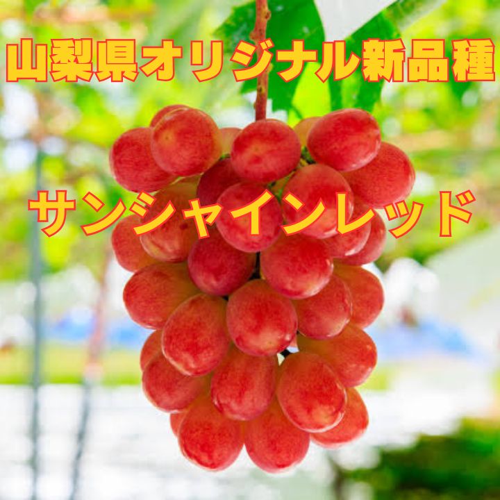山梨が誇る次世代の ぶどう サンシャインレッド 入荷 2房売り