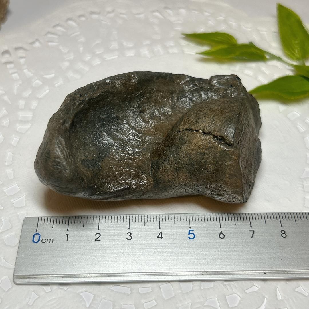 鯨耳　ミンククジラ　耳 一財）日本鯨類研究所 : 鯨類から採取した試料（ヒゲ・耳垢栓など）