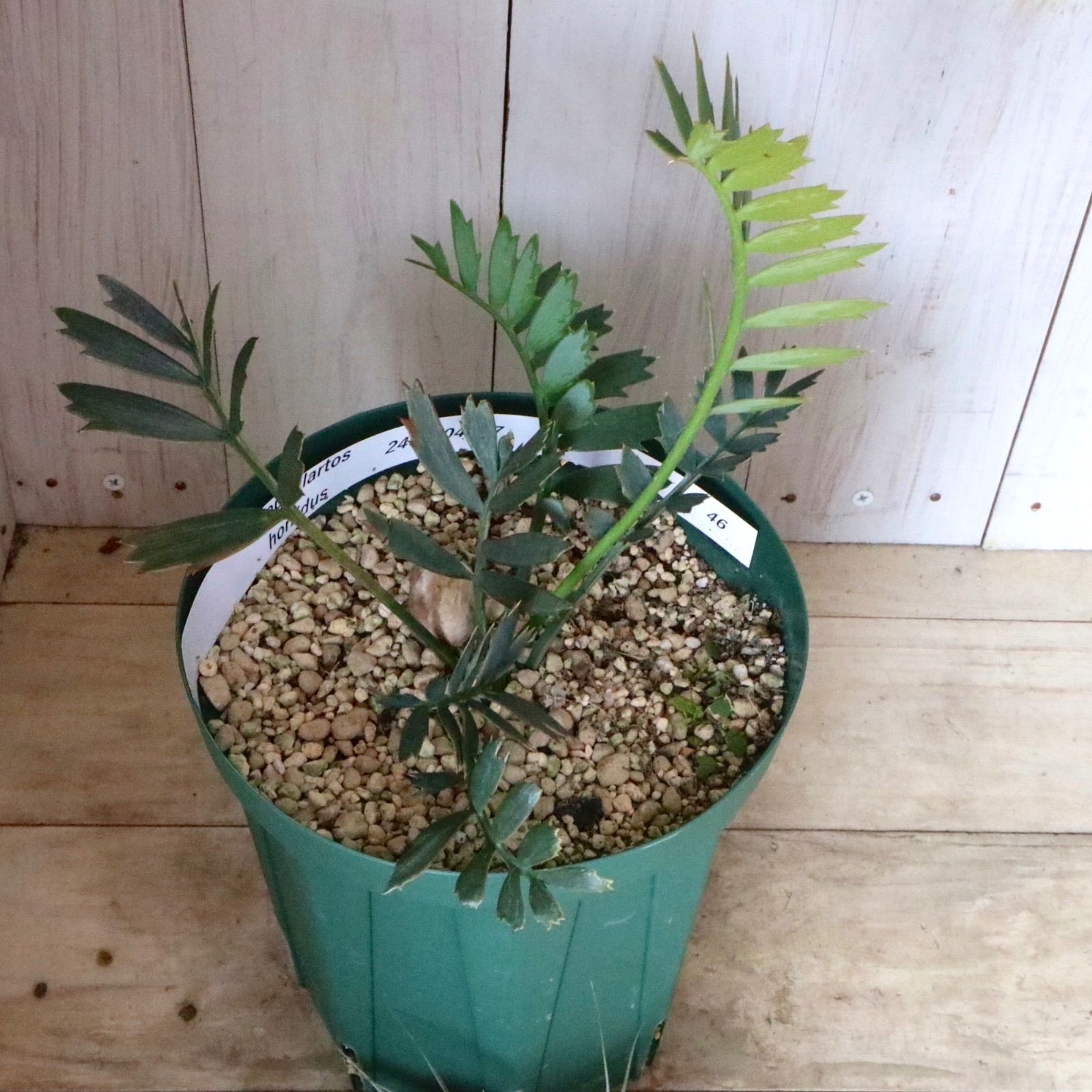 現品♡絶滅種♡ヒメオニソテツ♡ エンセファラルトス ホリダス