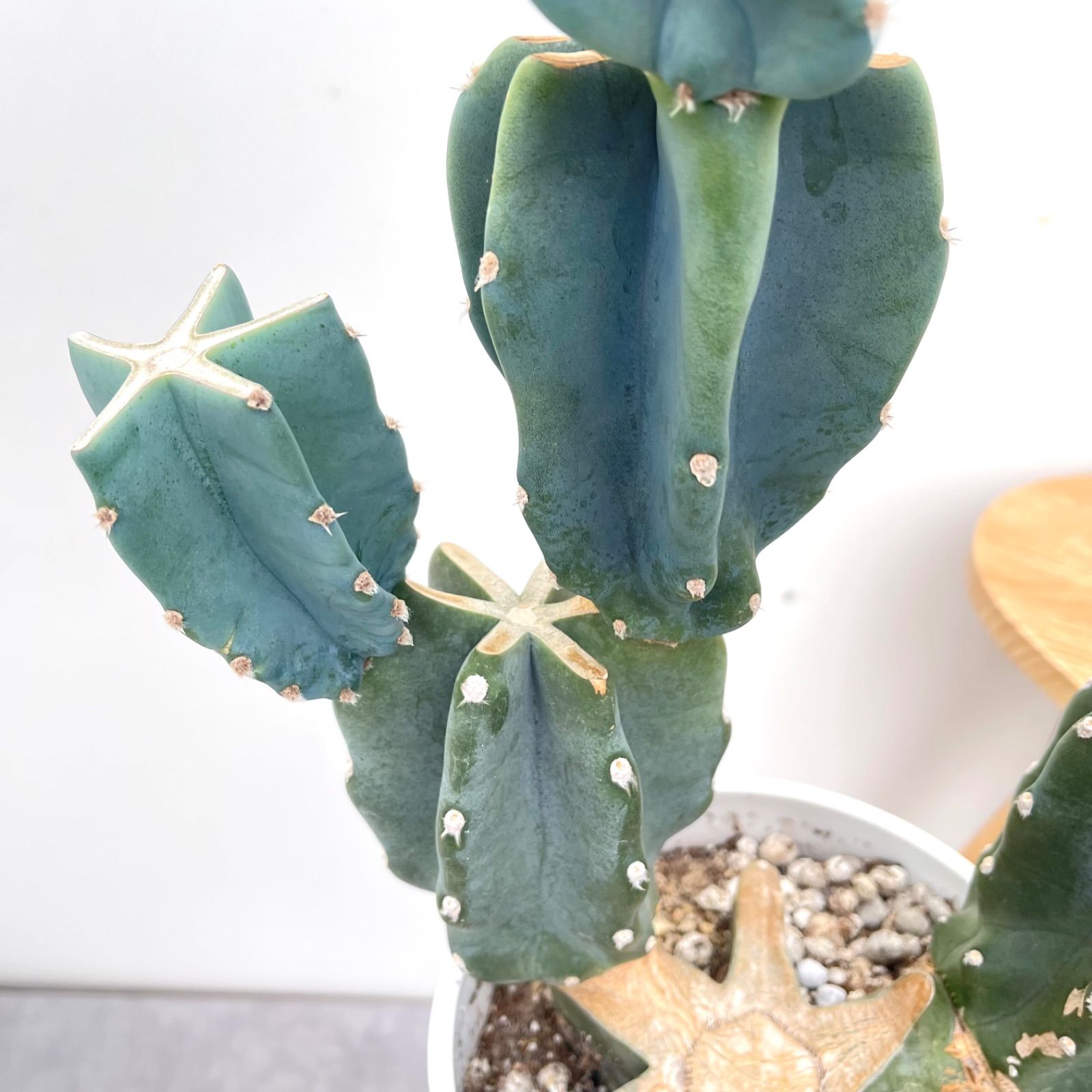売約済※ 柱サボテン ブランチ 1【現品】観葉植物 ドライガーデン 6号 