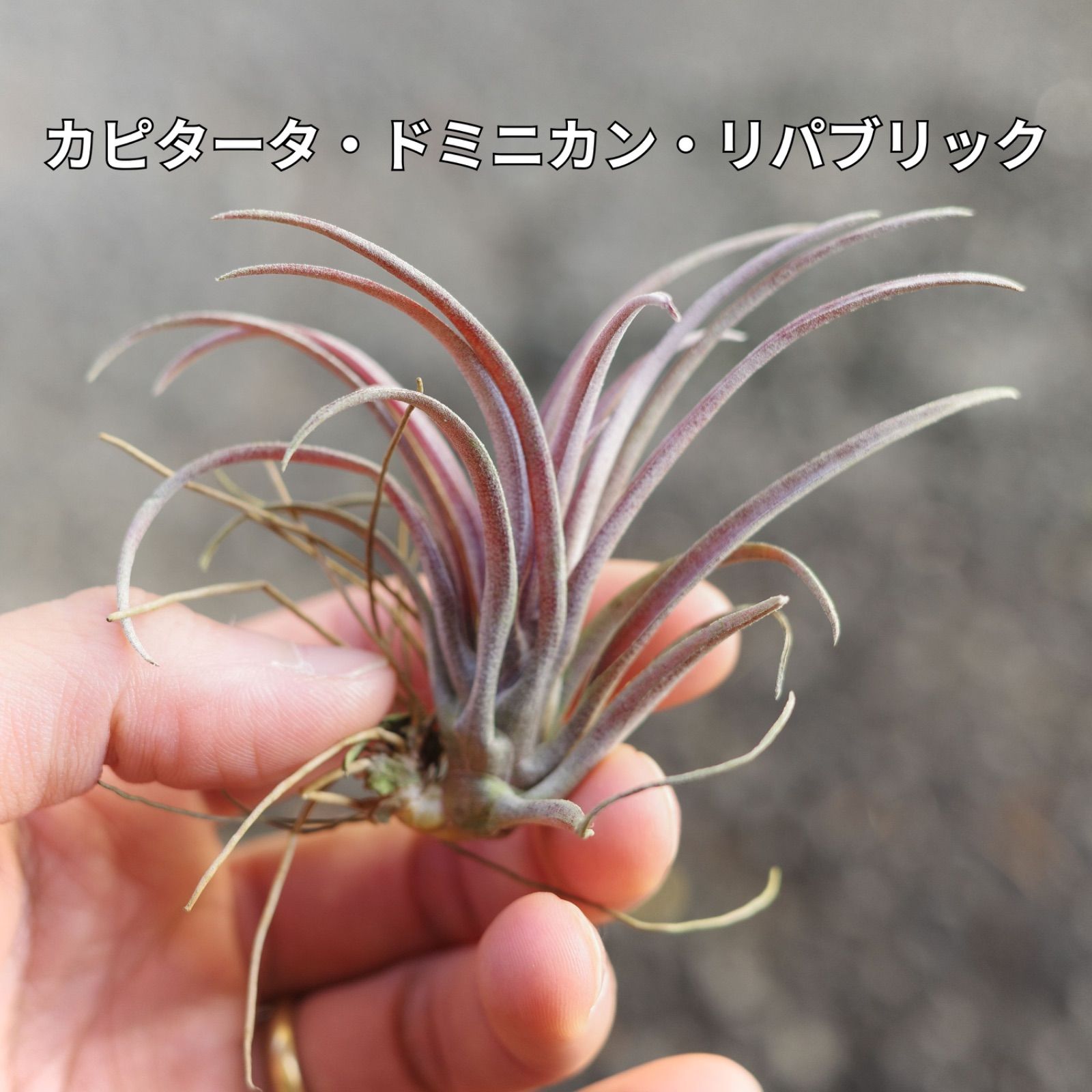 チランジア22種 まとめ売り お買い得セット 1品種追加しました