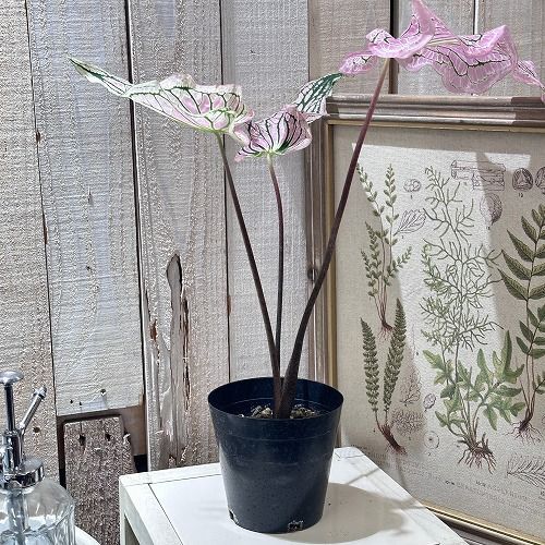 観葉植物 カラジューム ピンクシンフォニー 4号(個体おまかせ1鉢