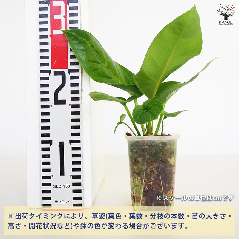 葉は硬く しっかりとした葉脈が入り